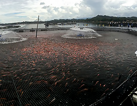 Ministerio de Comercio, Industria y Turismo de Colombia – Diagnóstico y Plan de Acción para 35 empresas productoras de tilapia