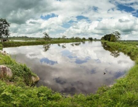 PARQUE DE INNOVACIÓN PARA LA CRÍA DEL CAMARÓN EN COLOMBIA