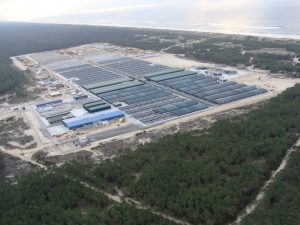 Mayor planta del mundo de cria de peces planos en Mira Portugal